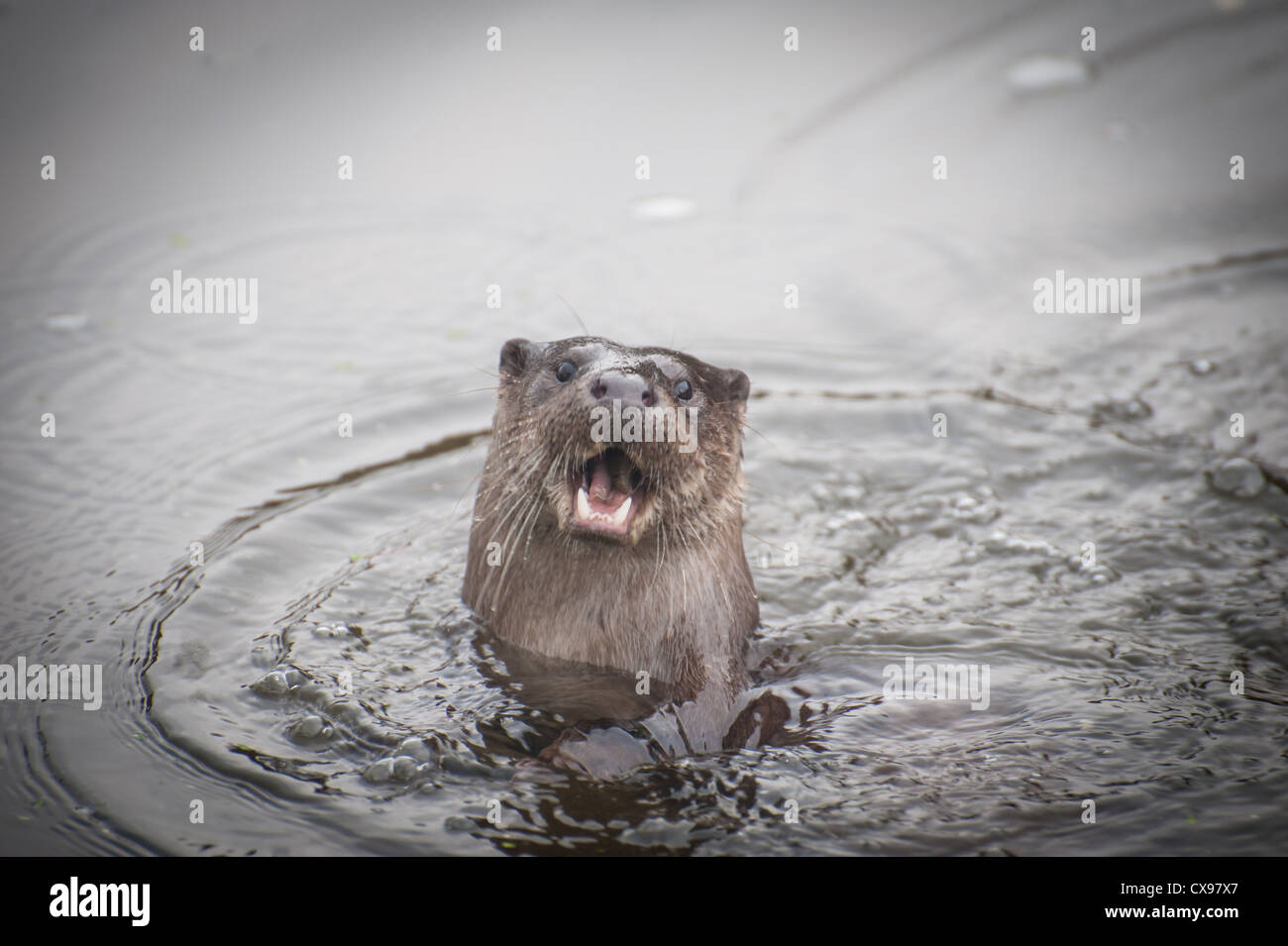 Otter auf dem Fluss Stour, Blandford, Dorset Stockfoto