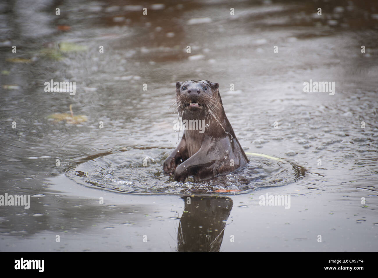 Otter auf dem Fluss Stour, Blandford, Dorset Stockfoto
