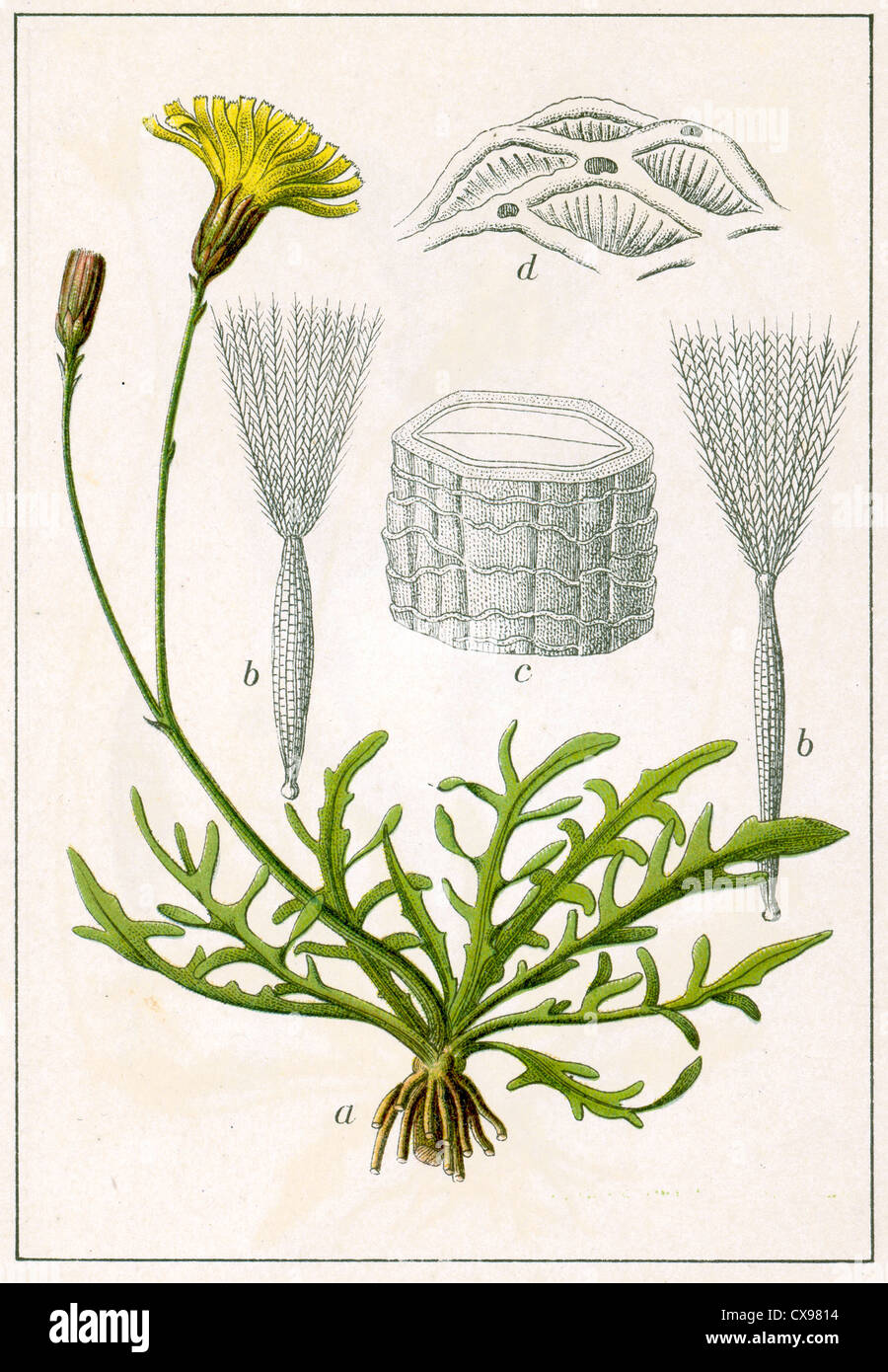 Leontodon autumnalis Stockfoto