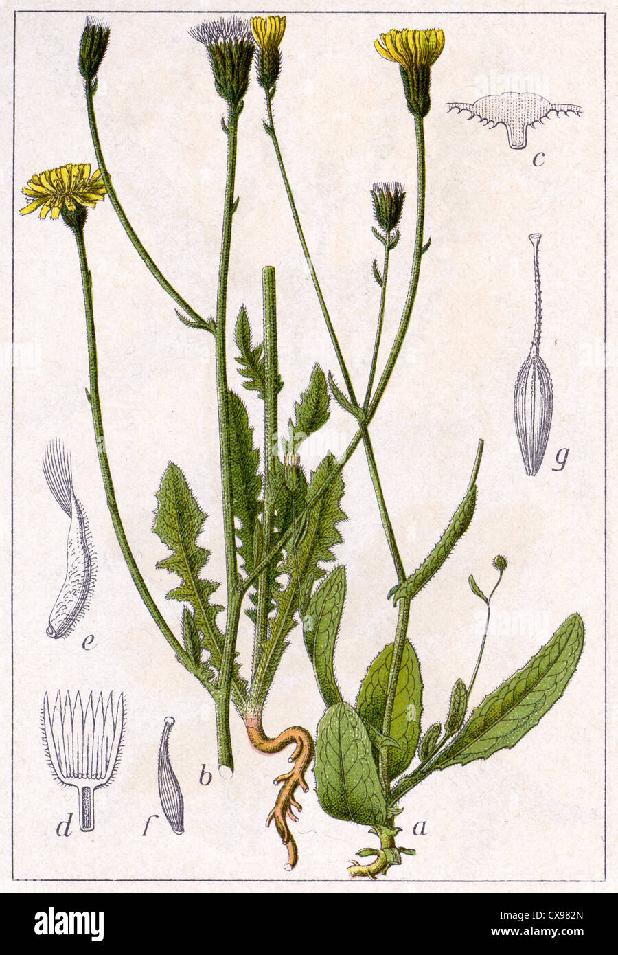 Crepis Setosa - Crepis foetida Stockfoto