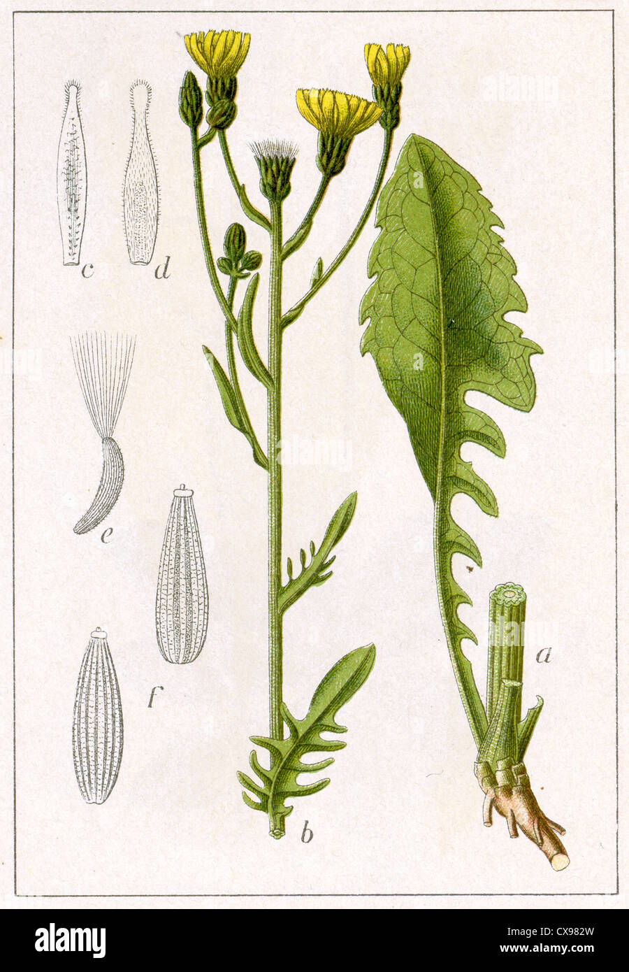 Crepis biennis Stockfoto