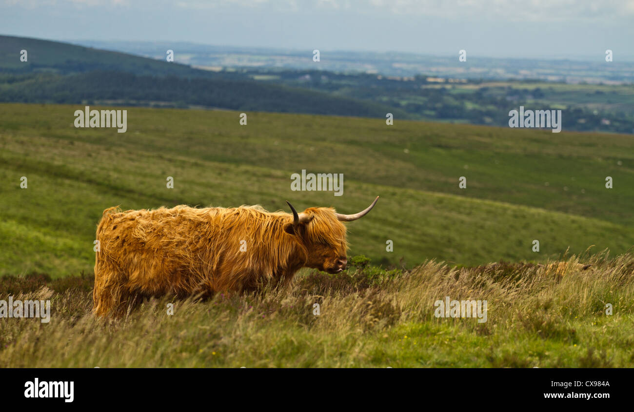 Kuh mit Hörnern auf Dartmoor, Stockfoto