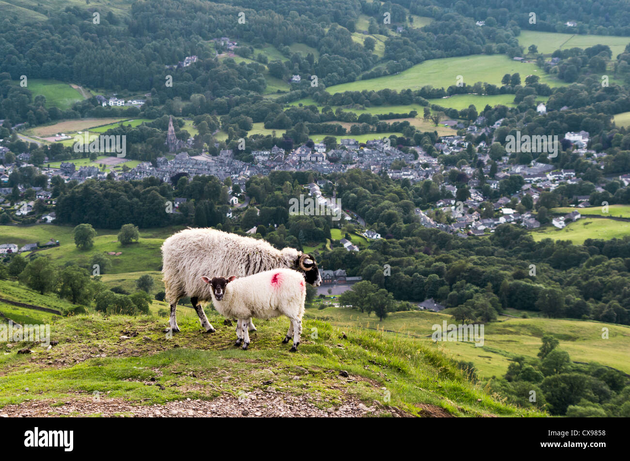 Horizontale Komposition. Mutter-Schafe und ein Lamm auf einem Hügel mit Blick auf Dorf Ambleside. Stockfoto