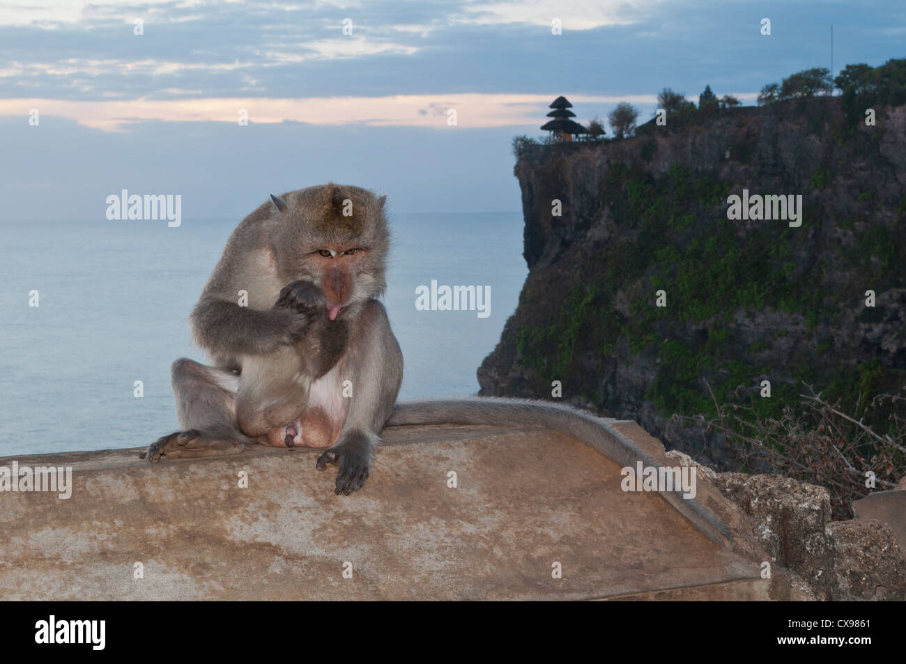 Langschwänzigen Macaqua in der Nähe von Pura Luhur Uluwatu Stockfoto