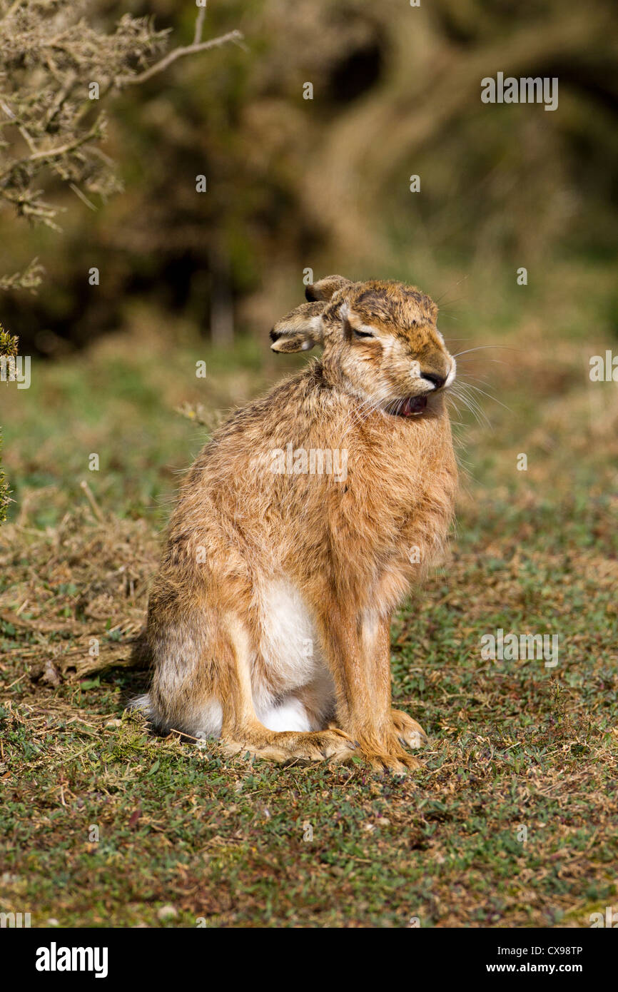 Brown-Feldhase (Lepus Europaeus) Stockfoto