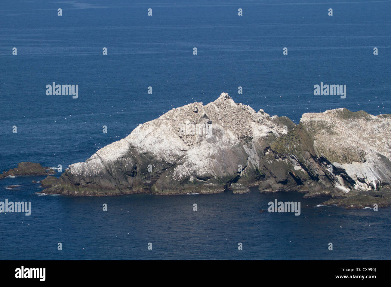 Muckle Flugga Verschachtelung Tölpelkolonie Stockfoto