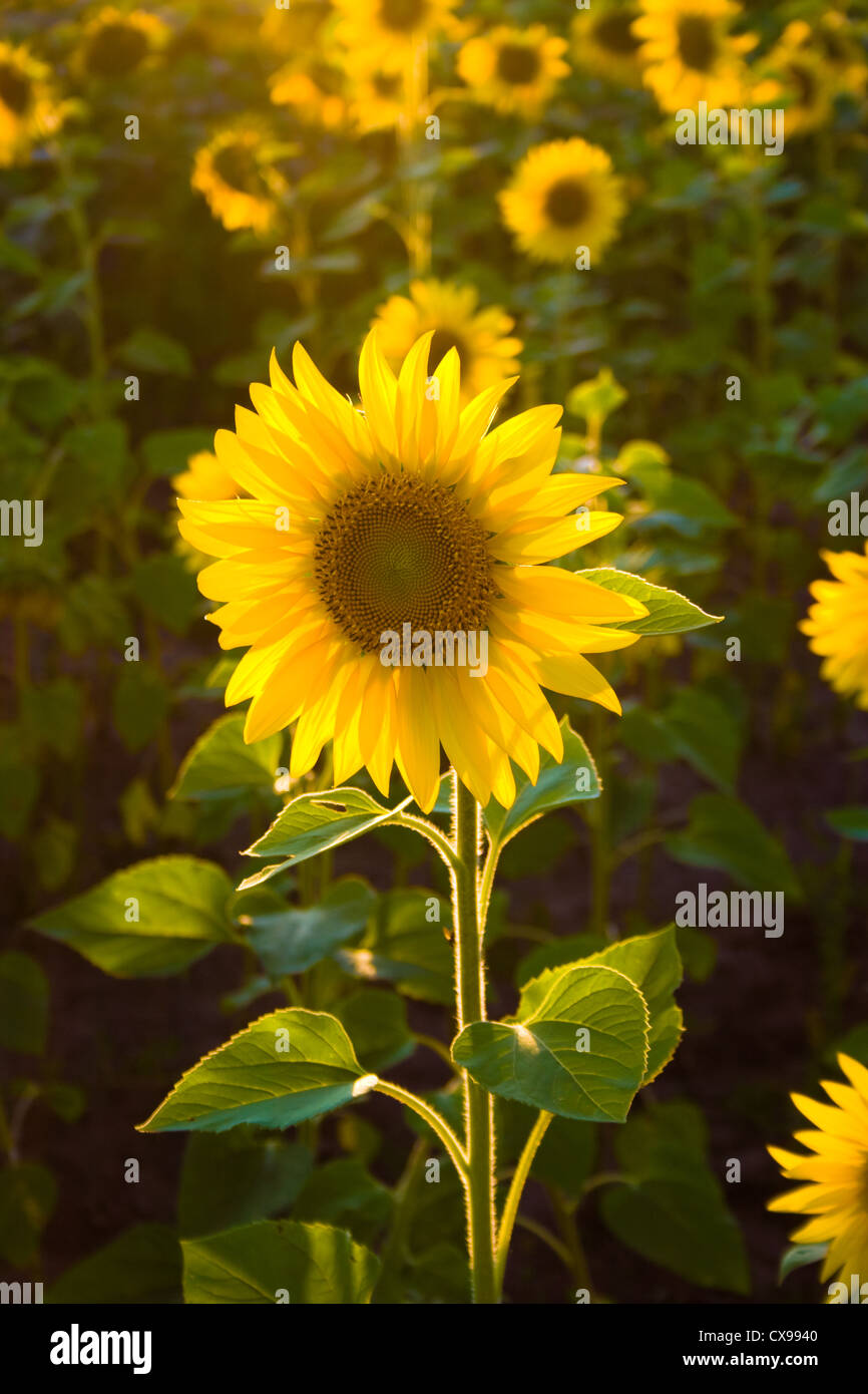 Sonnenblume Stockfoto