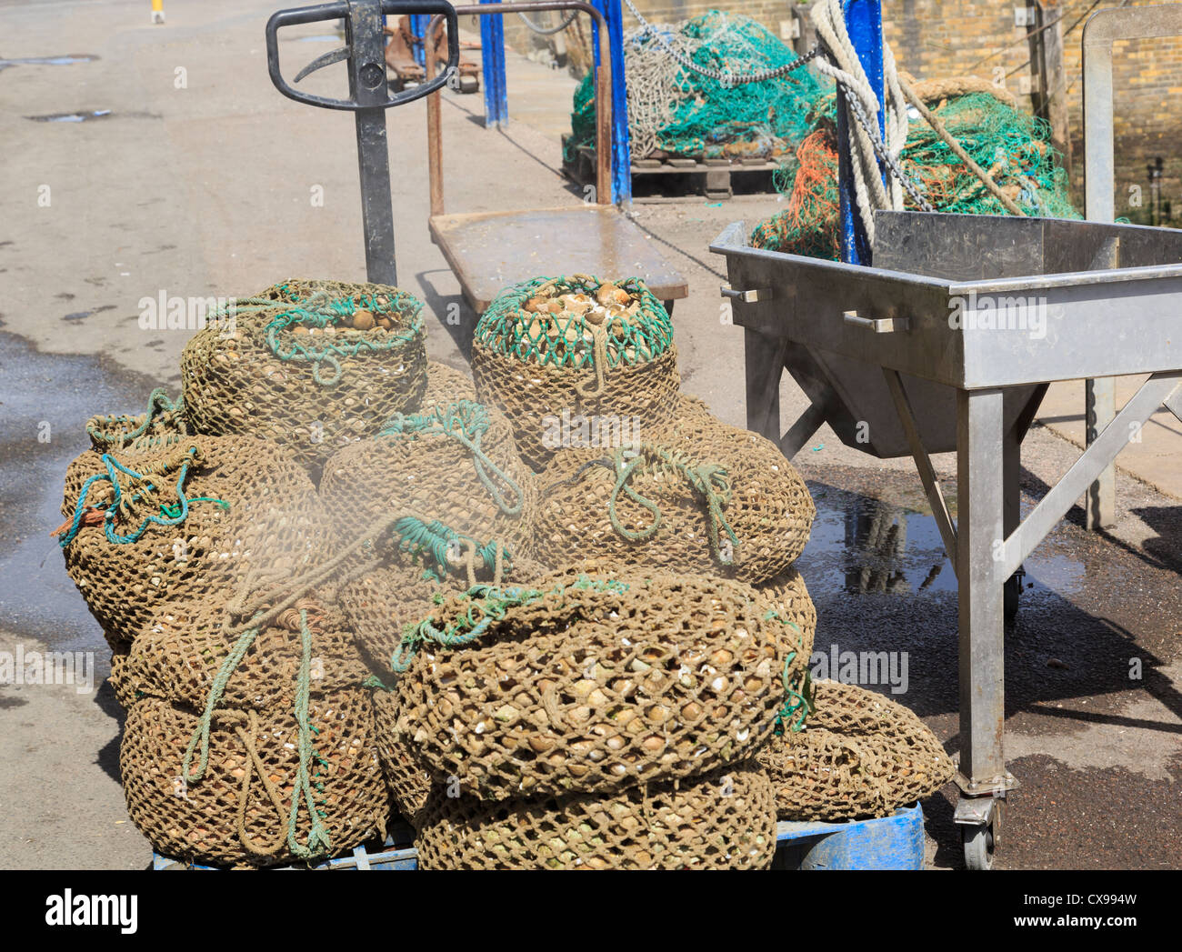 Dämpfen net säckeweise gekochte Wellhornschnecken Whitstable Fischerei Hafen Kai wartet auf Verteilung in Whitstable, Kent, England, UK, Großbritannien Stockfoto