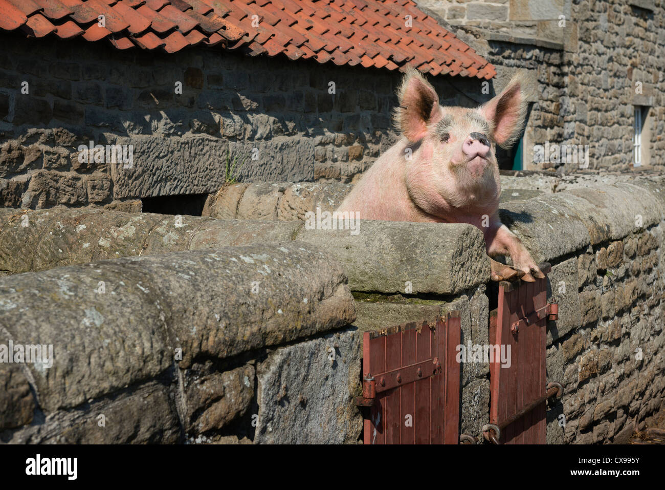Schwein, stützte sich auf das Tor der Stall Stockfoto