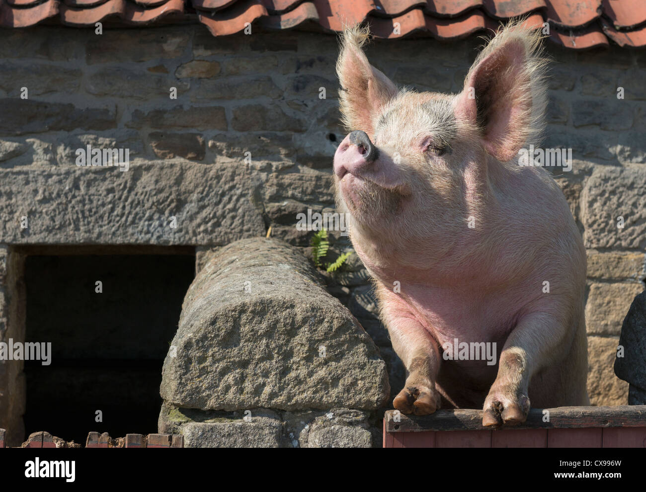 Schwein, stützte sich auf das Tor von einem Schweinestall Stockfoto