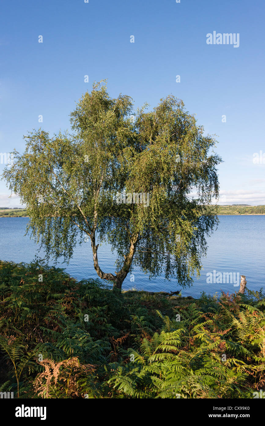 Silber-Birke (Betula Pendel) von Derwent Reservoir Stockfoto