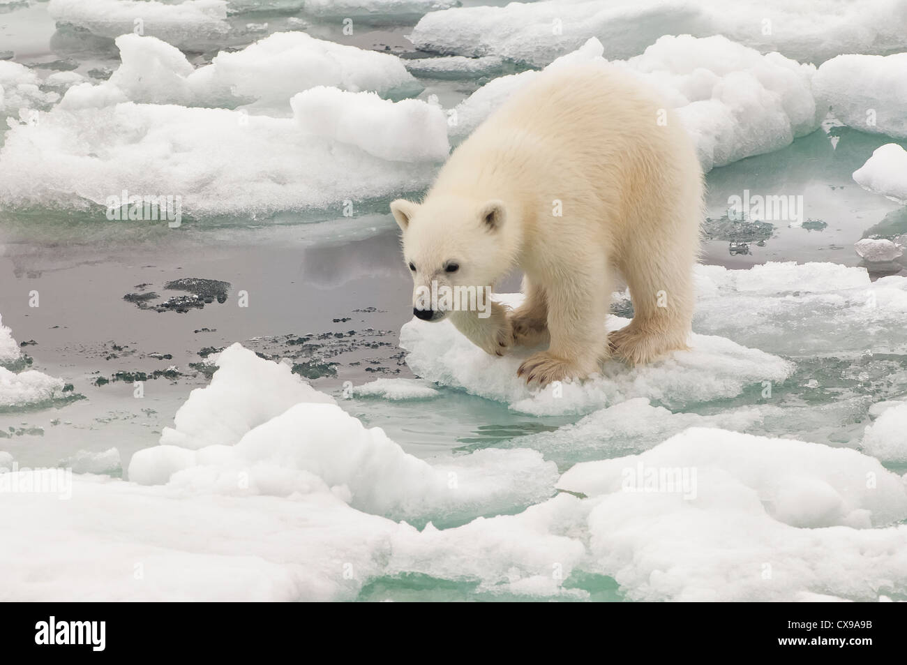 Polar Bear Cub (Ursus Maritimus) springen über Packeis, Svalbard-Archipel, Barents-See, Norwegen Stockfoto