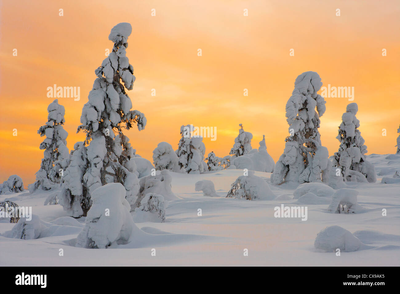 Schneebedeckte Bäume bei Sonnenuntergang in Lappland, Yllas, Finnland. Stockfoto