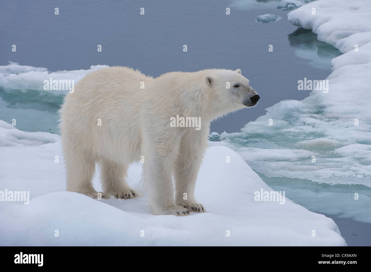 Weiblicher Eisbär (Ursus Maritimus) auf dem Packeis, Svalbard-Archipel, Barents-See, Norwegen Stockfoto