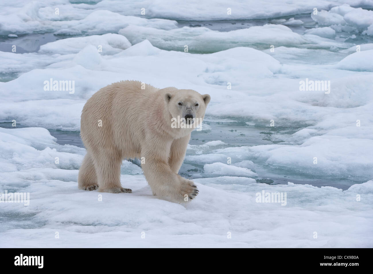 Weiblicher Eisbär (Ursus Maritimus) auf dem Packeis, Svalbard-Archipel, Barents-See, Norwegen Stockfoto