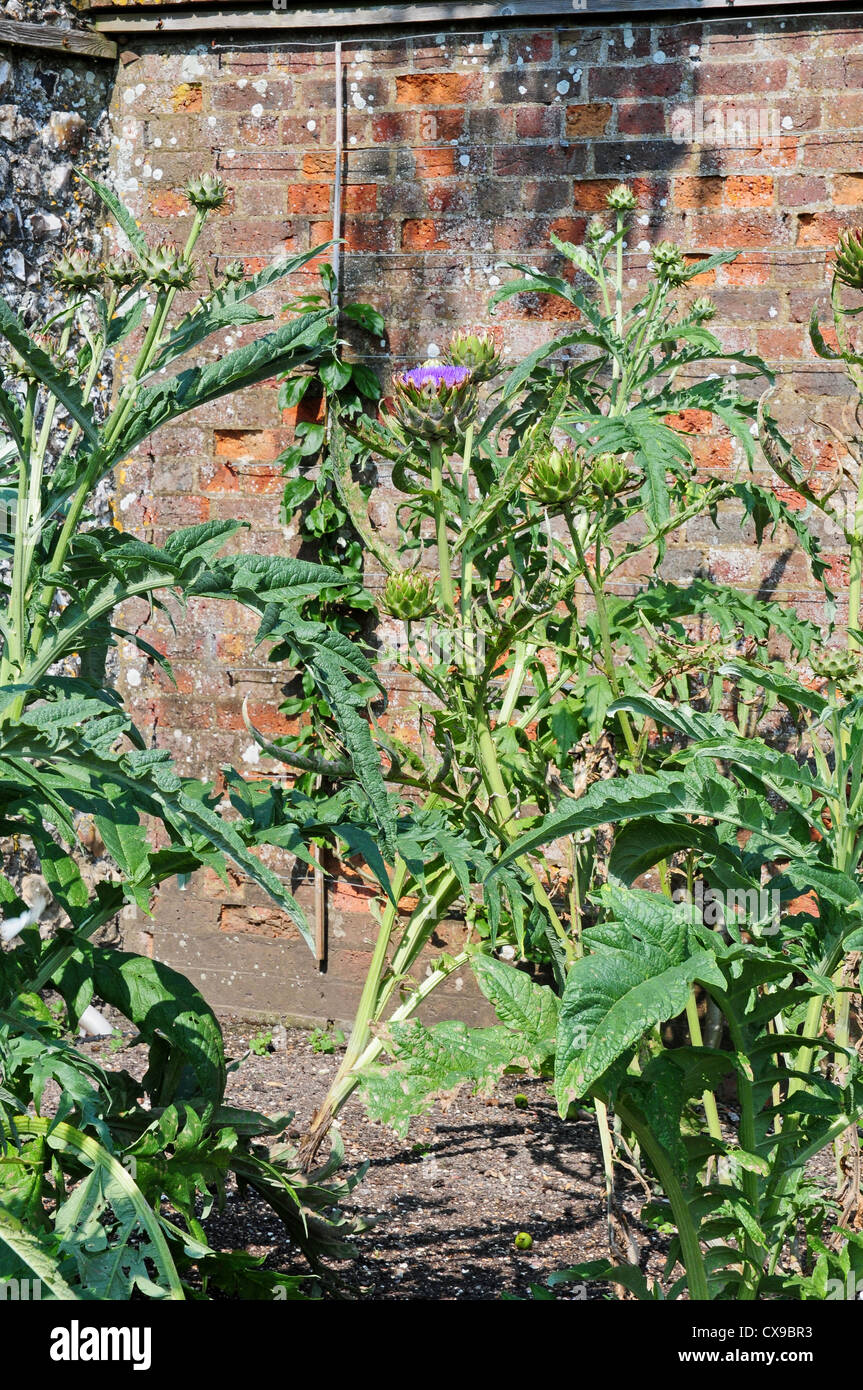 Karde Cynara Cardunculus gigantisch in einem ummauerten Garten. Stockfoto