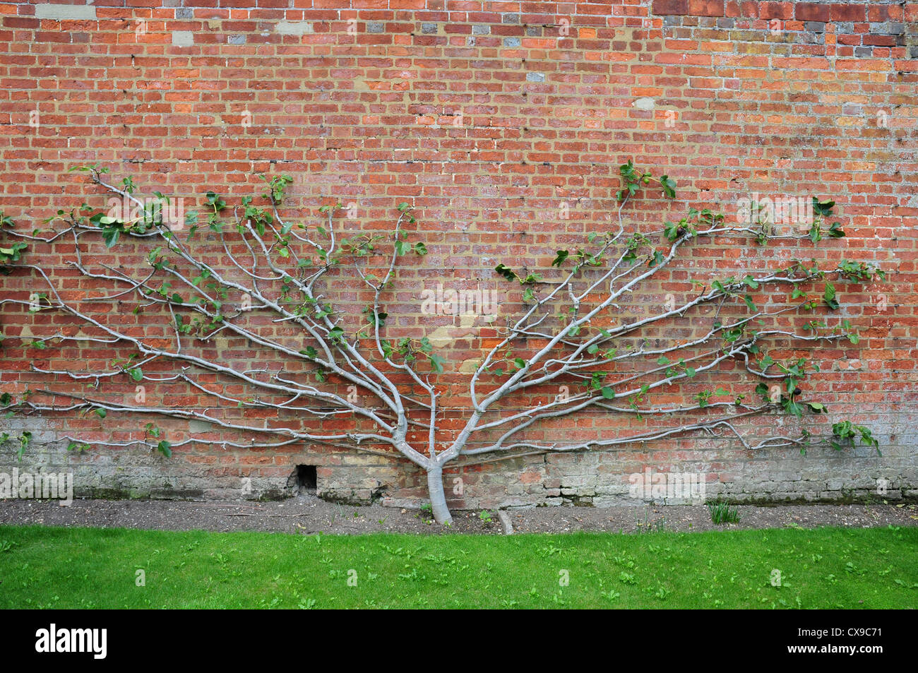 Ventilator ausgebildet beschnitten Fig Tree Ficus carica Stockfoto