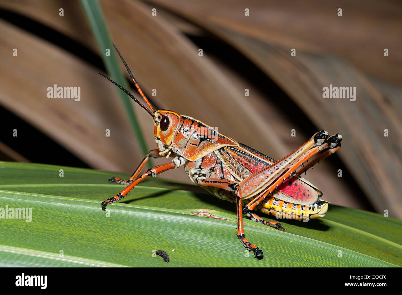 Östlichen Lümmel Grasshopper, Georgia Thumper, Romalea microptera Stockfoto