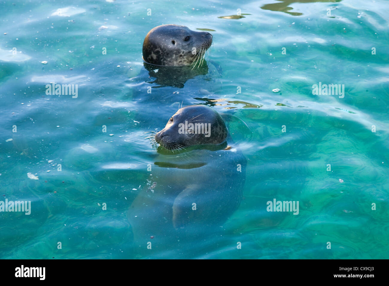 2 gemeinsame / (Phoca Vitulina) Seehunde Schwimmen im Aquarium bei Hunstanton Sealife Centre Stockfoto