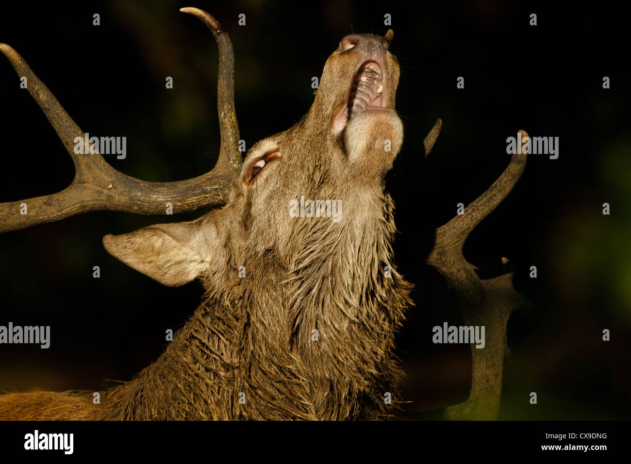 Rotwild-Hirsch brüllen schlecht während der Brunftzeit Saison Herbst wo Männer konkurrieren um die Gunst der Weibchen zur Paarung Rechte Stockfoto
