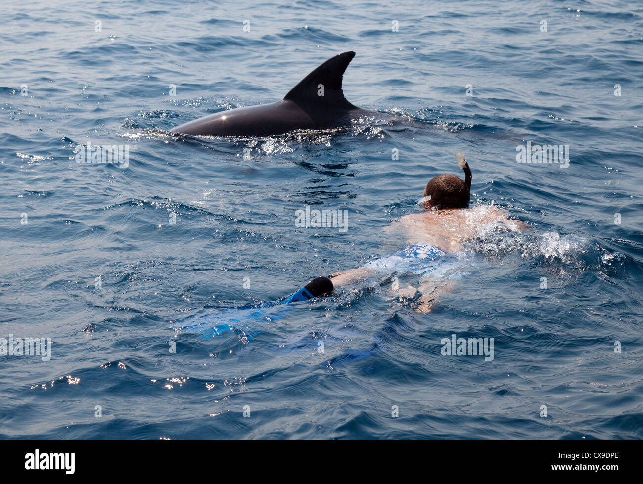 Ein Tourist, Schwimmen mit Delfinen in den Indischen Ozean, Kizimkazi, Sansibar Afrika Stockfoto
