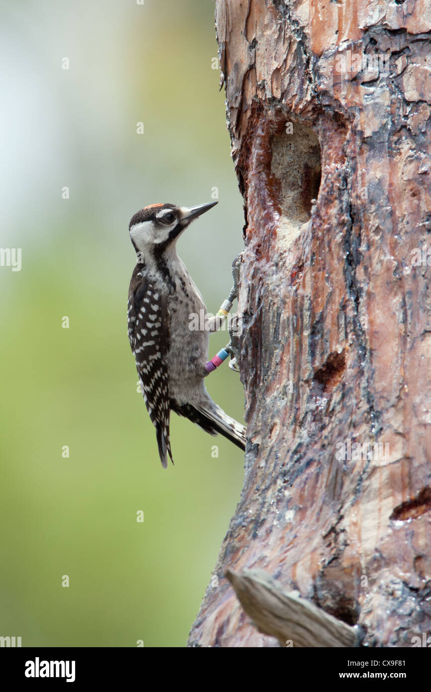 Junger männlicher rothaariger Woodpecker-Vogel, der in der Höhle von Nest sitzt Stockfoto