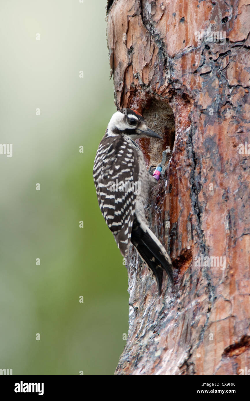 Junger männlicher rothaariger Woodpecker-Vogel, der in der Höhle von Nest sitzt Stockfoto