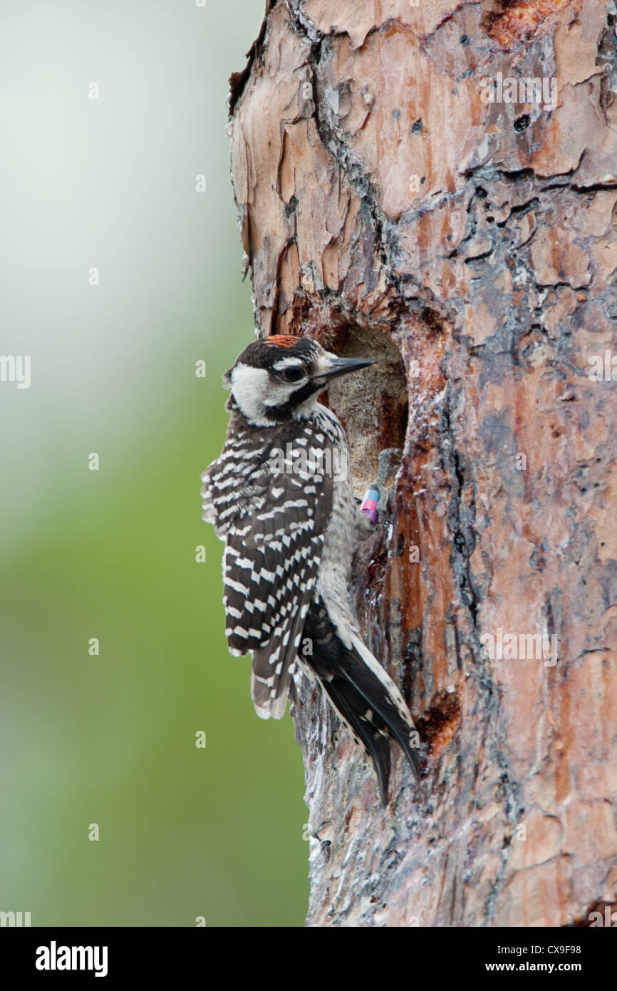 Junger männlicher rothaariger Woodpecker-Vogel, der in der Höhle von Nest sitzt Stockfoto