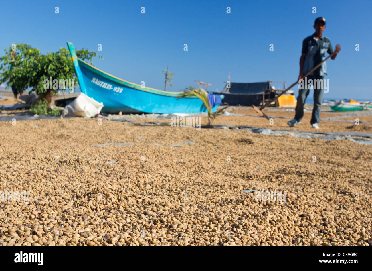 Mann, die austrocknen Kaffeebohnen zu einem Strand, Dili, Osttimor Stockfoto