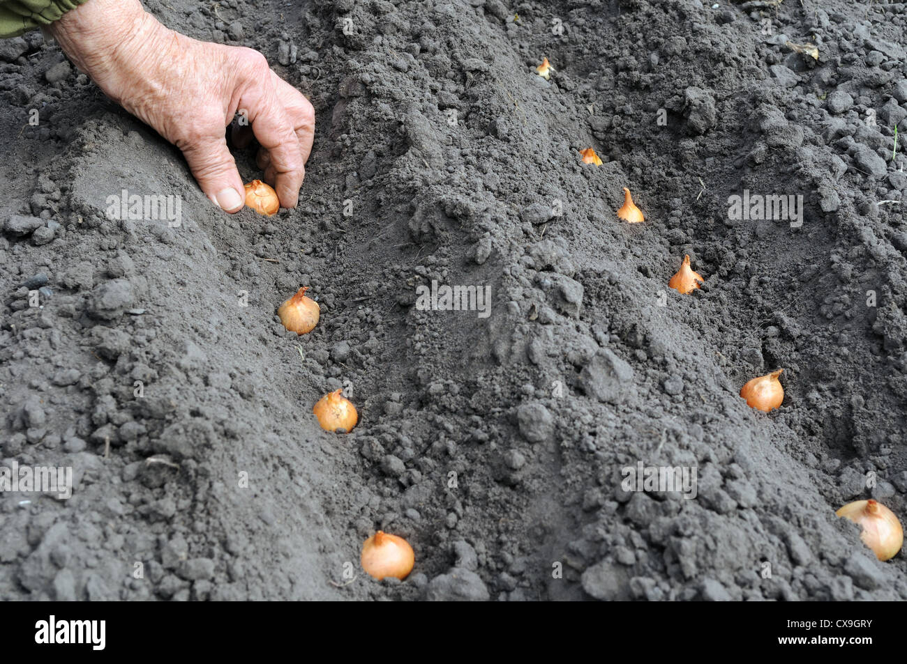 Zwiebel Saen Stockfotos Zwiebel Saen Bilder Alamy