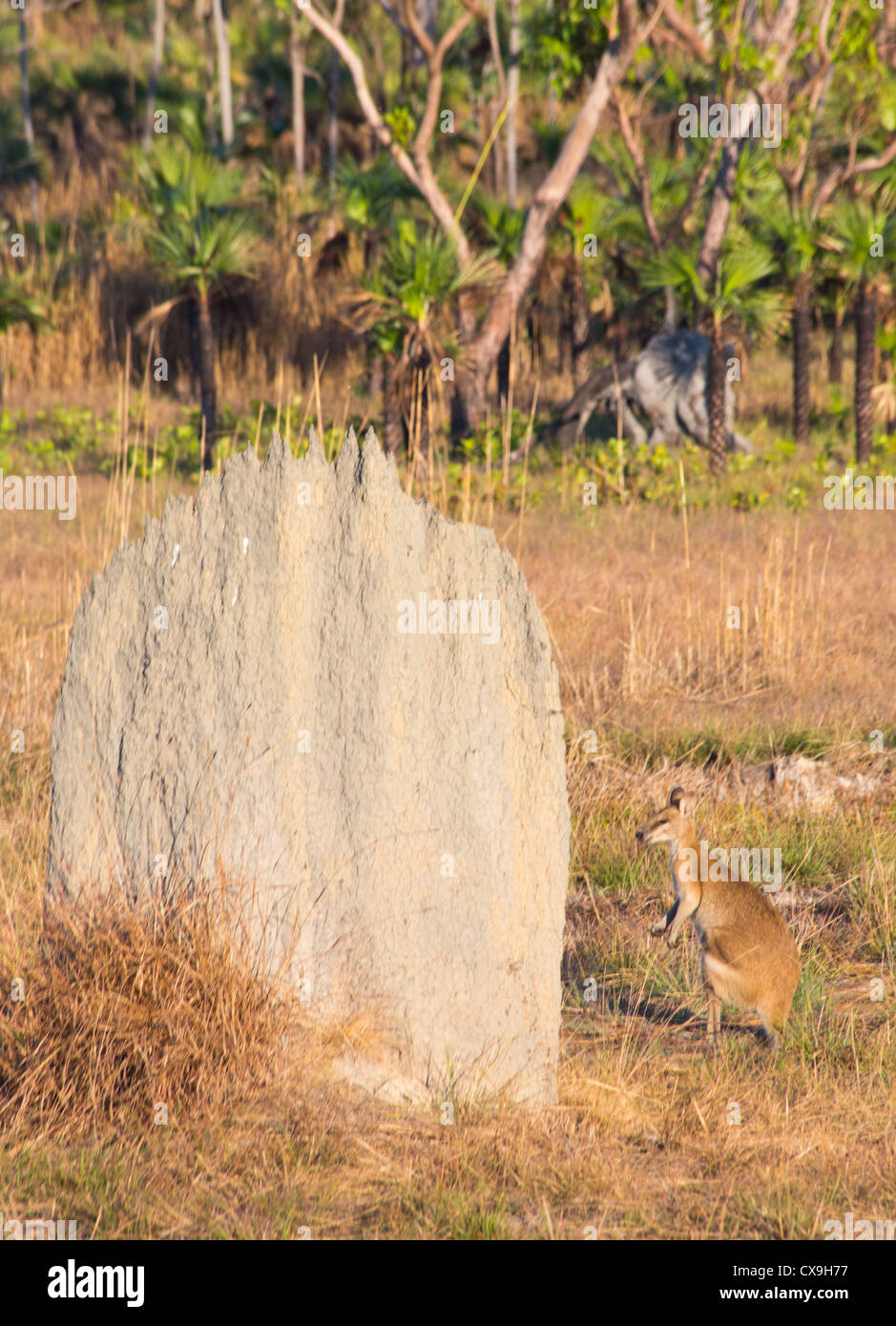 Red Necked Wallaby, Macropus Rufogriseus, neben einem magnetischen Termite Hügel, Litchfield Nationalpark, Northern Territory Stockfoto