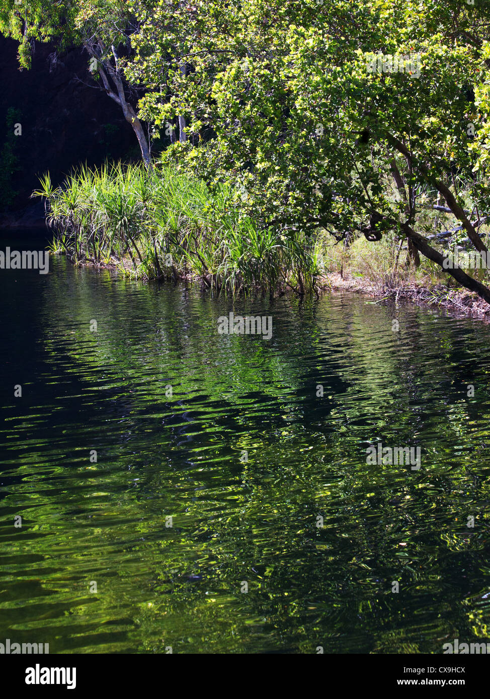 Pflanzen und Vegetation rund um das Wasser am Wangi Falls, Litchfield Nationalpark, Northern Territory Stockfoto