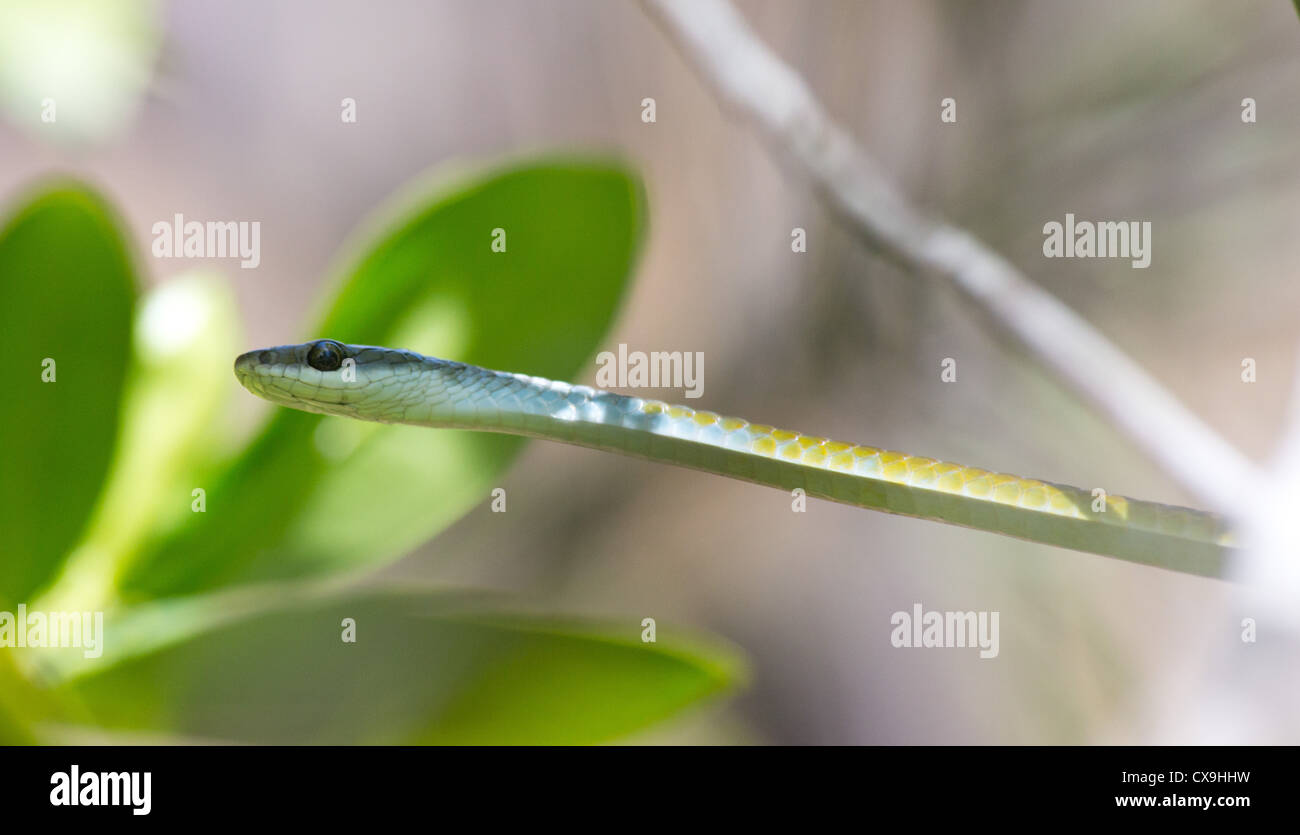 Golden Tree Snake, Dendrelaphis Punctulata, Litchfield Nationalpark, Northern Territory Stockfoto
