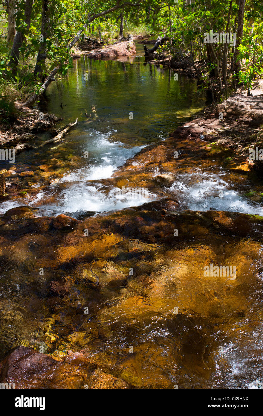 Regenwald-Stream im Litchfield National Park, Northern Territory Stockfoto