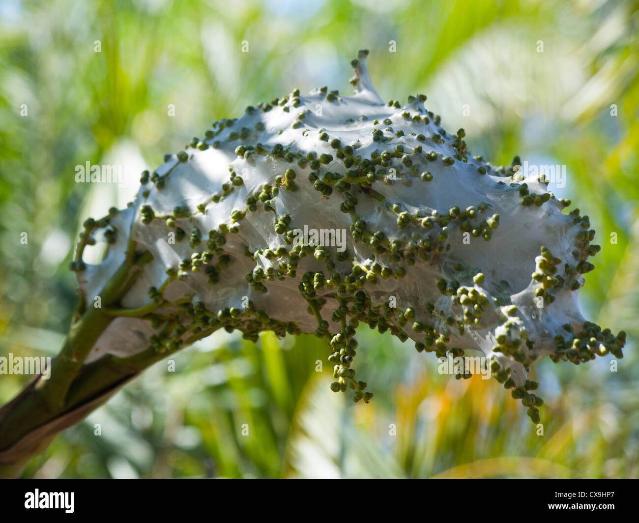 Grün-Ameisen-Nest, Oecophylla Smaragdina, Litchfield Nationalpark, Northern Territory Stockfoto