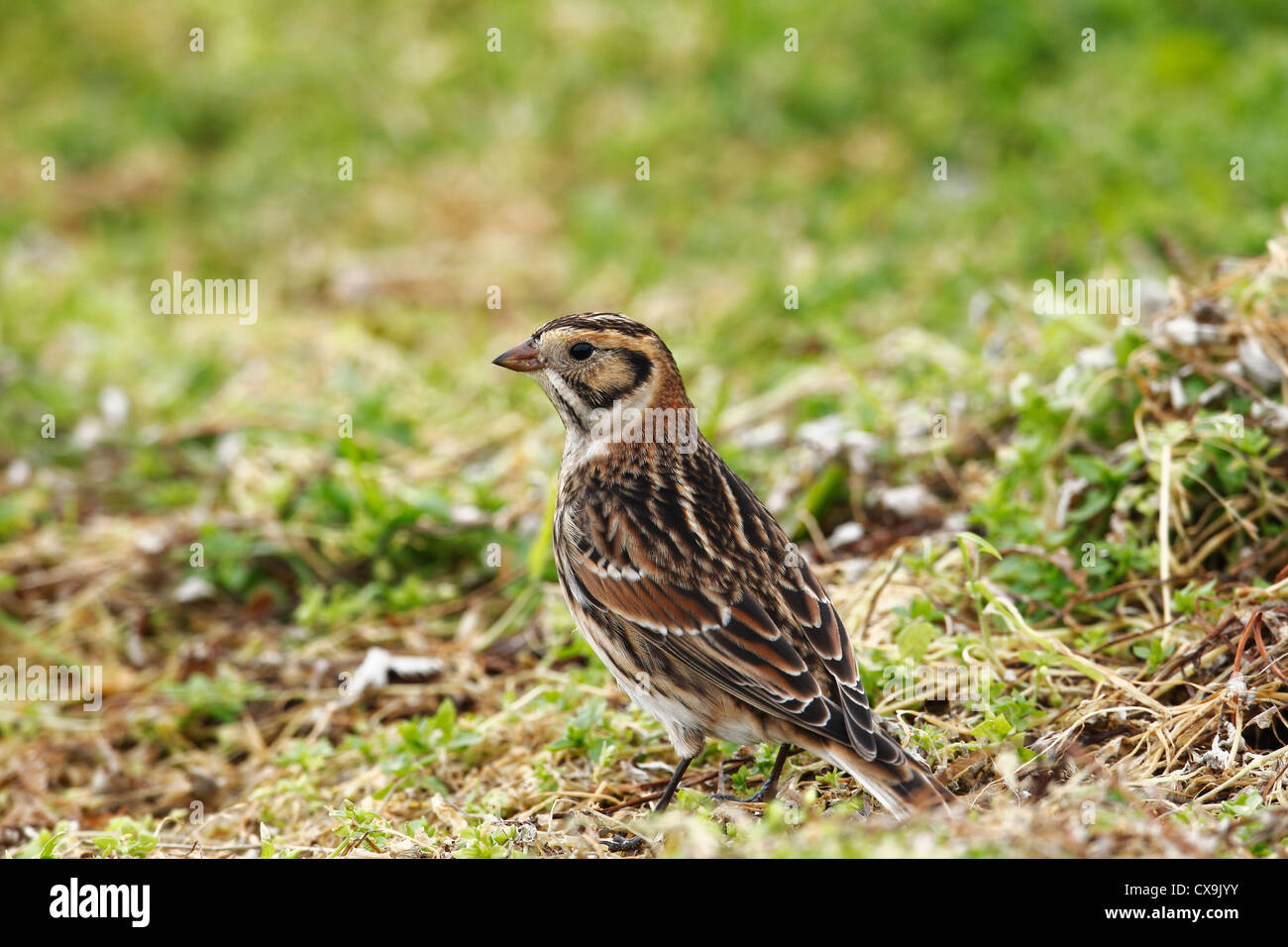 Lappland Bunting (Lappland Longspur) Calcarius Lapponicus, Shetland Islands, Schottland, Großbritannien Stockfoto