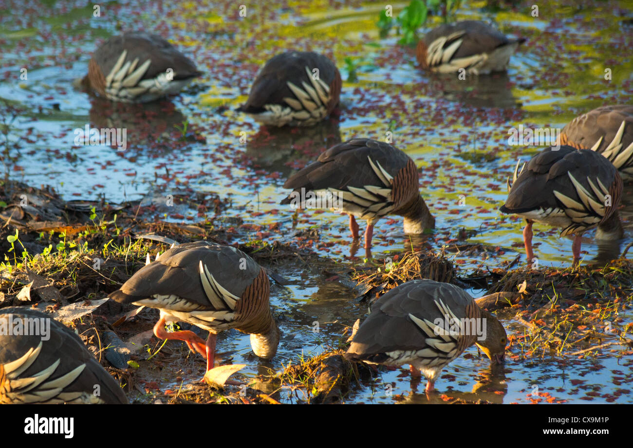 Herde von Plumed Pfeifen Enten, Dendrocygna Eytoni, Kakadu National Park, Australien Stockfoto