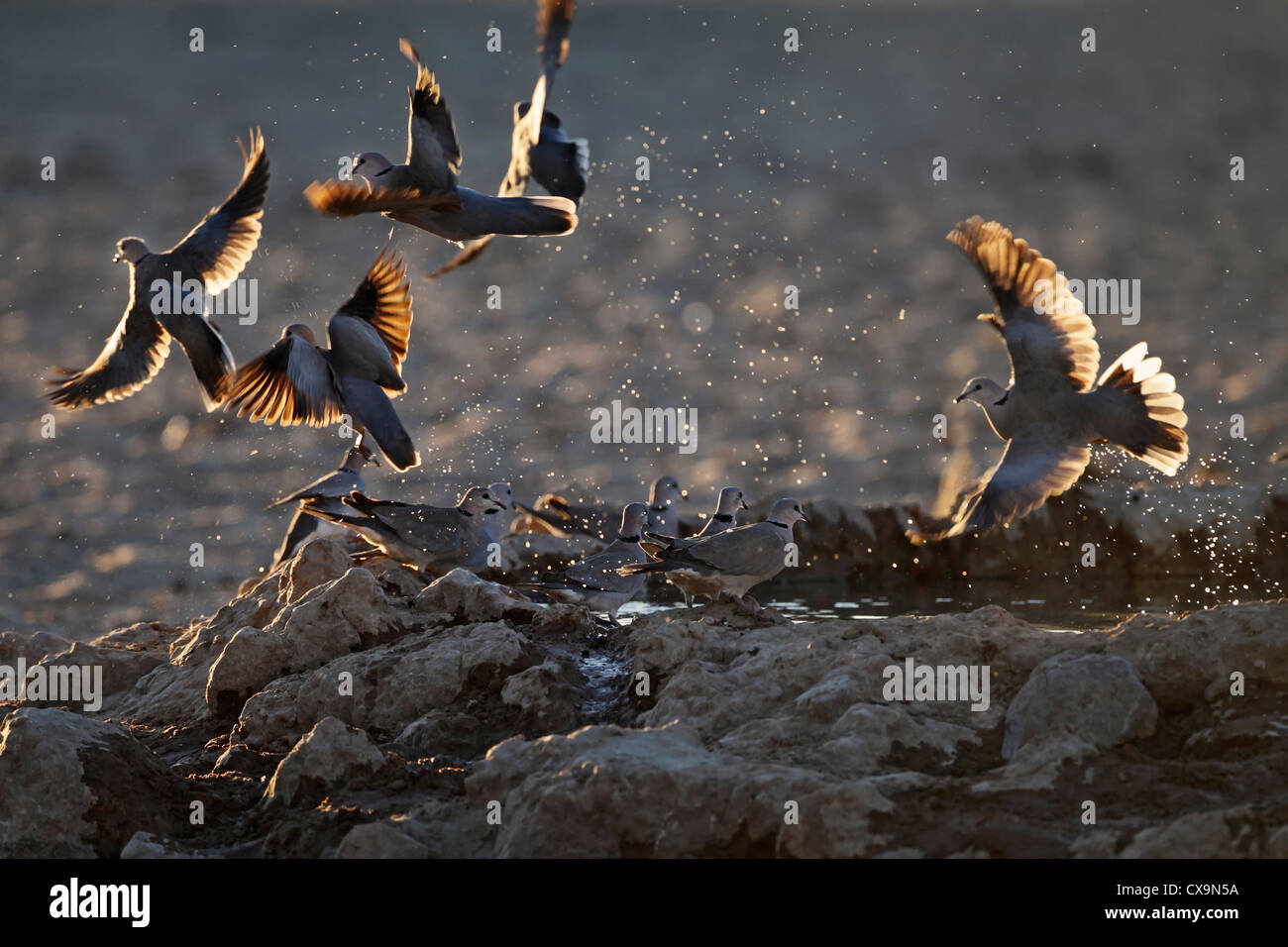 Tauben fliegen auf ein Wasserloch, Kalahari-Wüste. Stockfoto