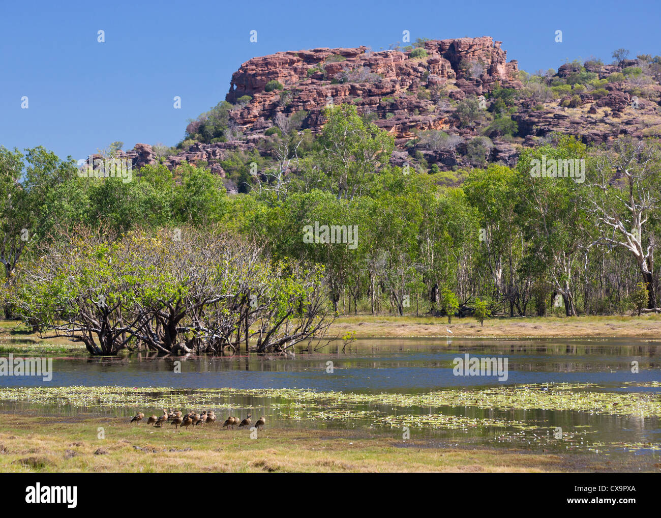 Anbangbang Billabong, Kakadu-Nationalpark, Northern Territory Stockfoto