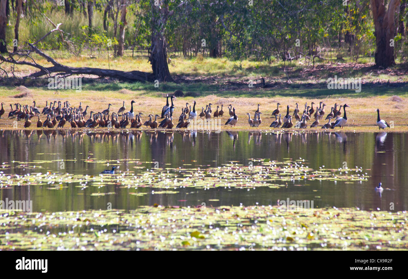 Vogelwelt am Anbangbang Billabong, Kakadu-Nationalpark, Northern Territory Stockfoto
