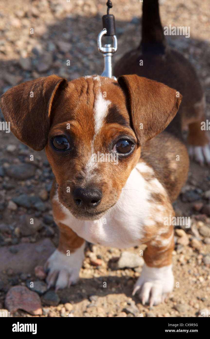 Chihuahua-Dackel Kreuz Rasse Hund Welpen tragen Bowtie Chiweenie Pup gemischt Hybrid Hunde gezüchtet Stockfotografie - Alamy