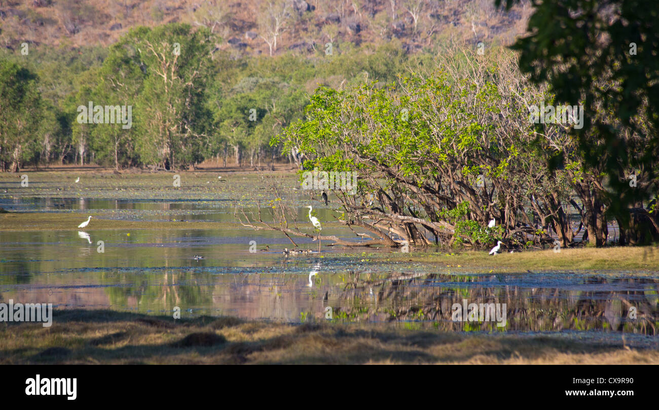 Vogelwelt am Anbangbang Billabong, Kakadu-Nationalpark, Northern Territory Stockfoto