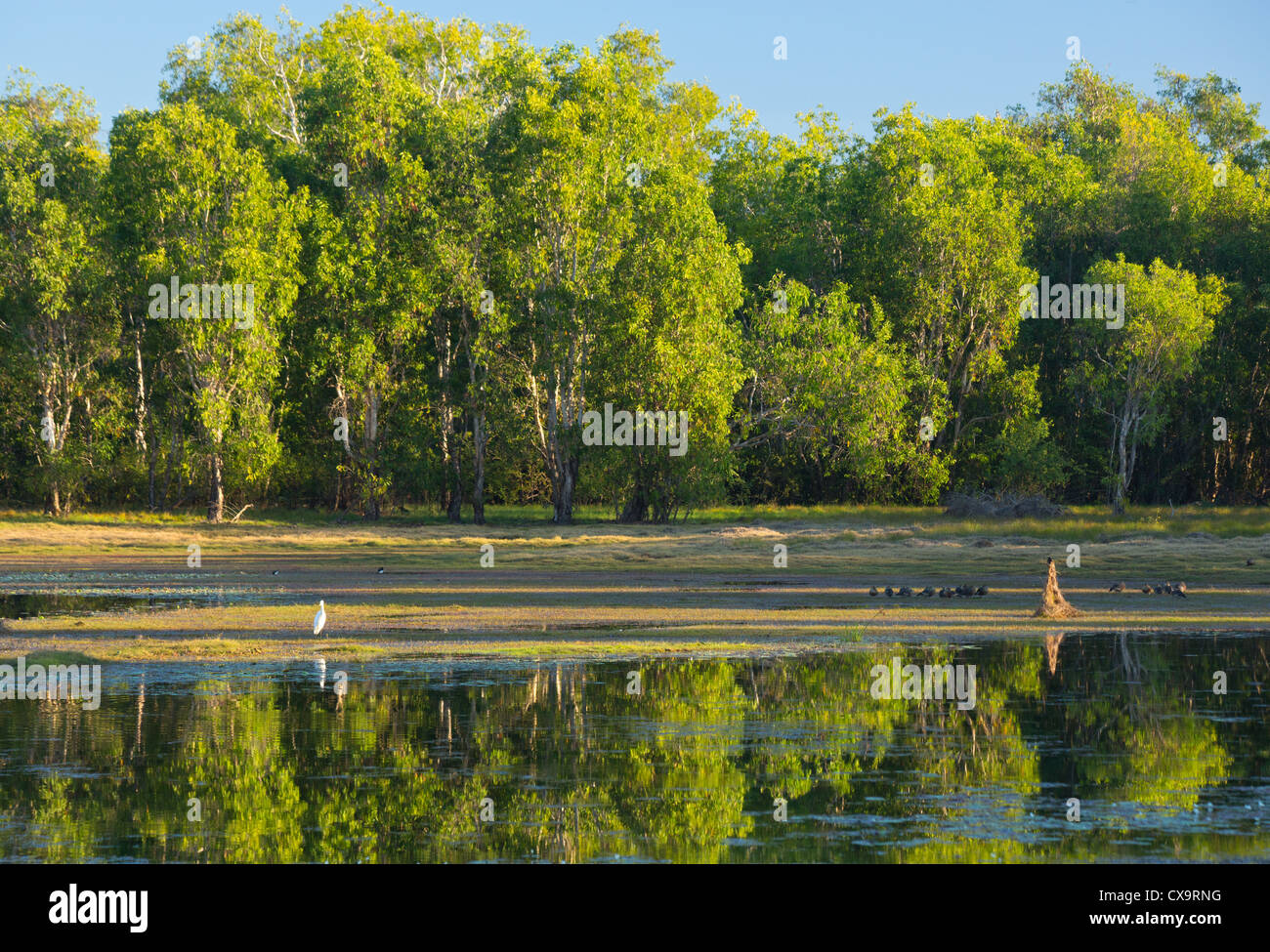 Vogelwelt am Anbangbang Billabong, Kakadu-Nationalpark, Northern Territory Stockfoto