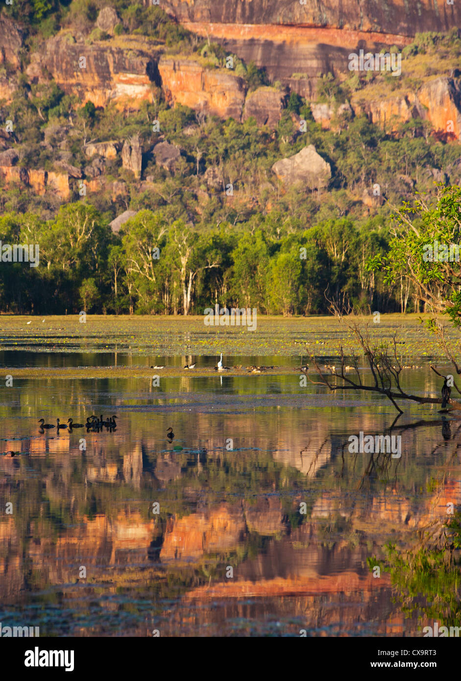 Vogelwelt am Anbangbang Billabong, Kakadu-Nationalpark, Northern Territory Stockfoto