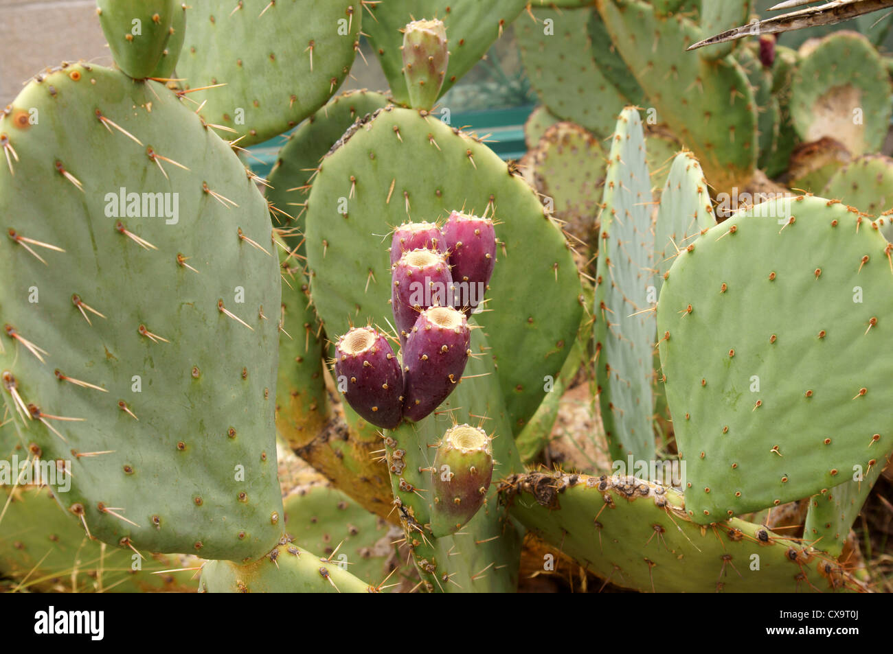 Prickly pear cactus australia Fotos und Bildmaterial in hoher