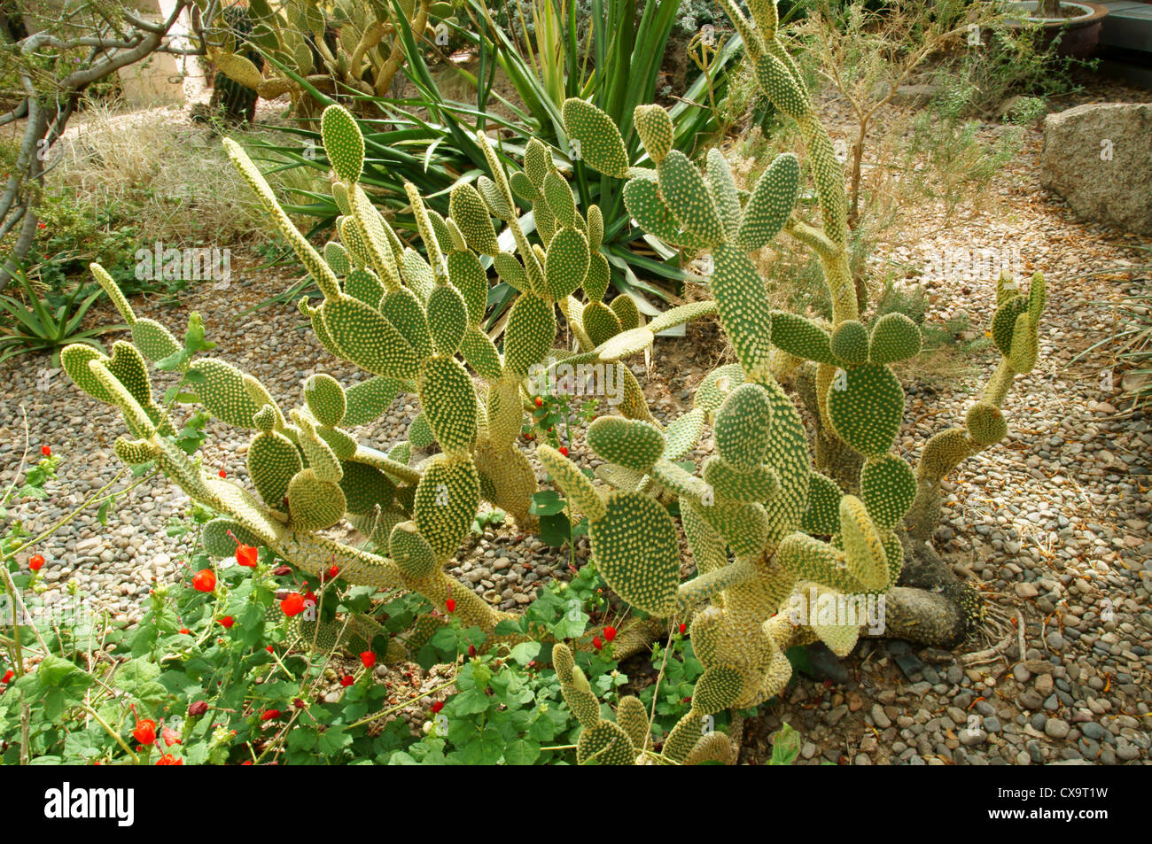 Nopal cegador Fotos und Bildmaterial in hoher Auflösung Alamy
