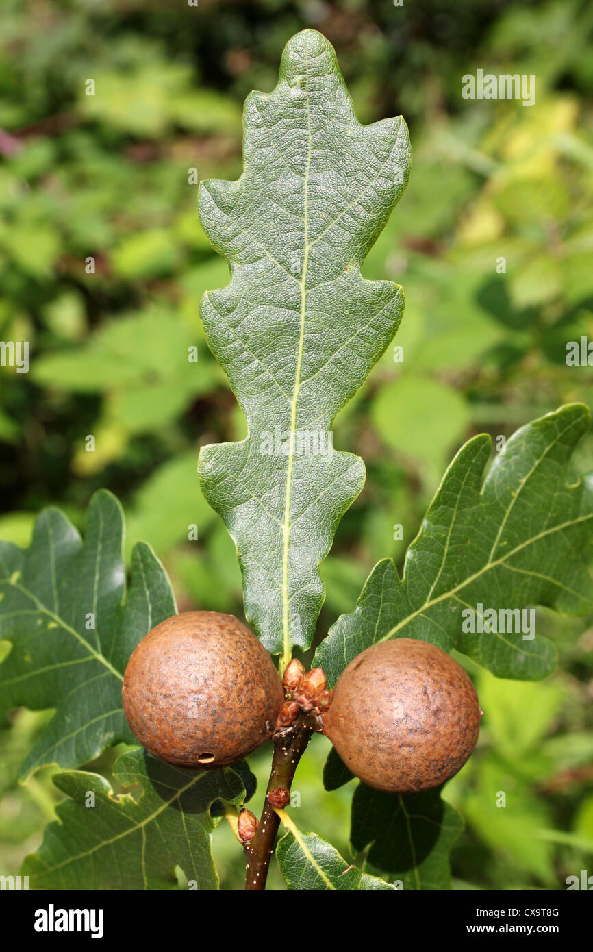 Aus Marmor Galls auf Penduculate Eiche Baum verursacht durch die Gall Wasp Andricus kollari Stockfoto