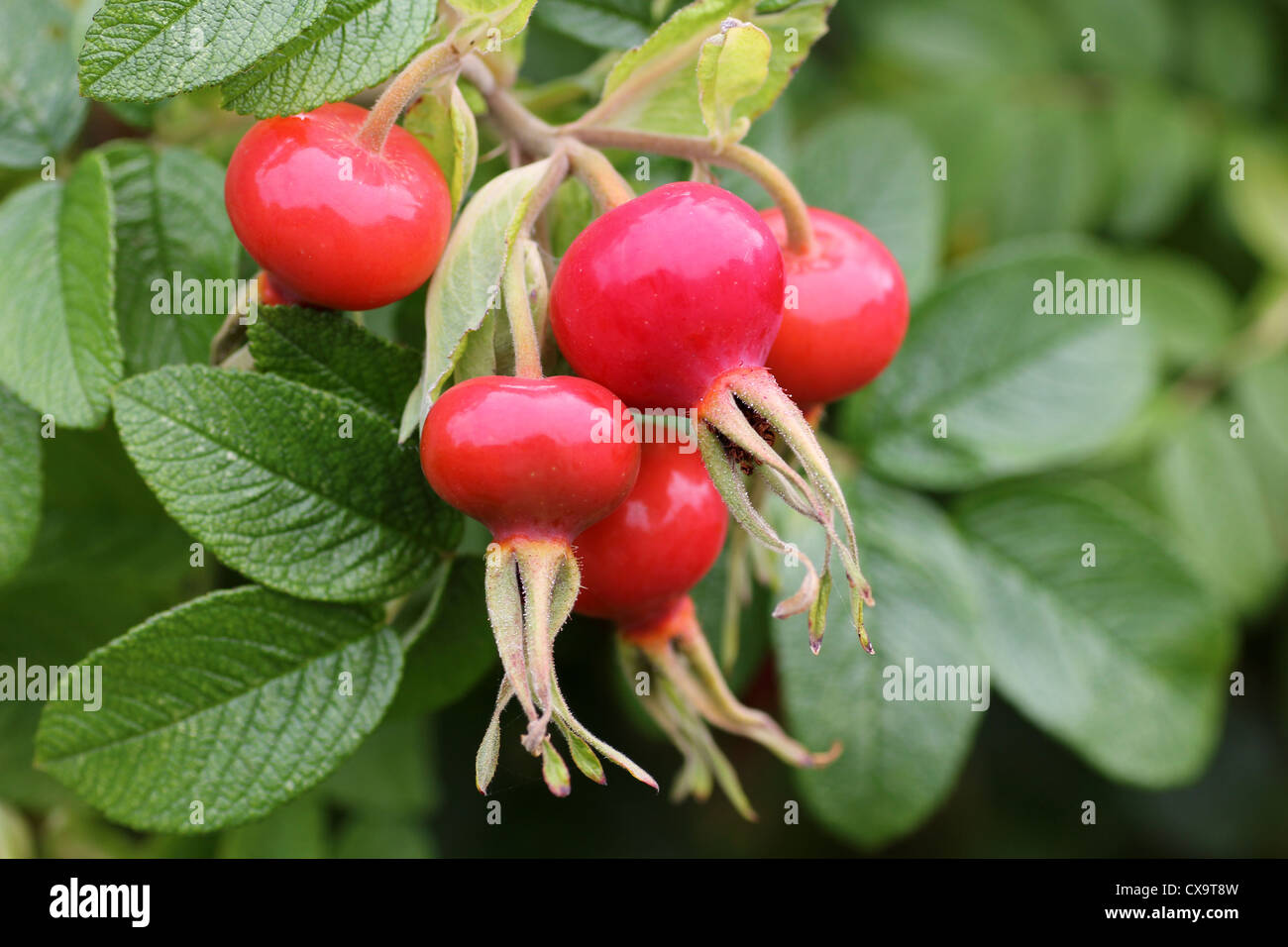 Japanische Rose Rosa Rugosa Beeren Stockfoto