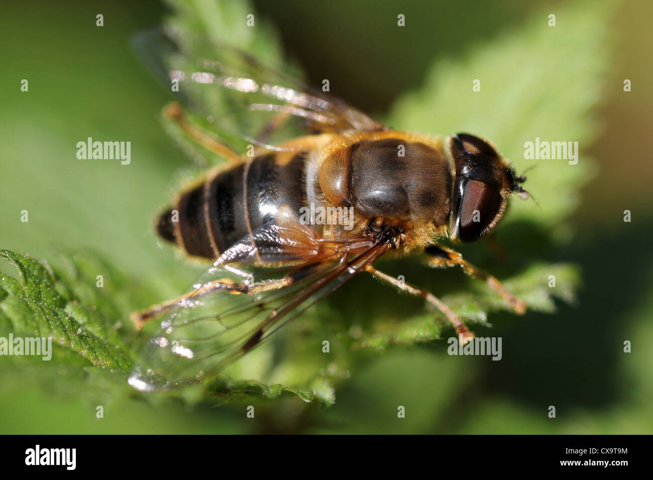 Konische Drohne fliegen Eristalis pertinax Stockfoto