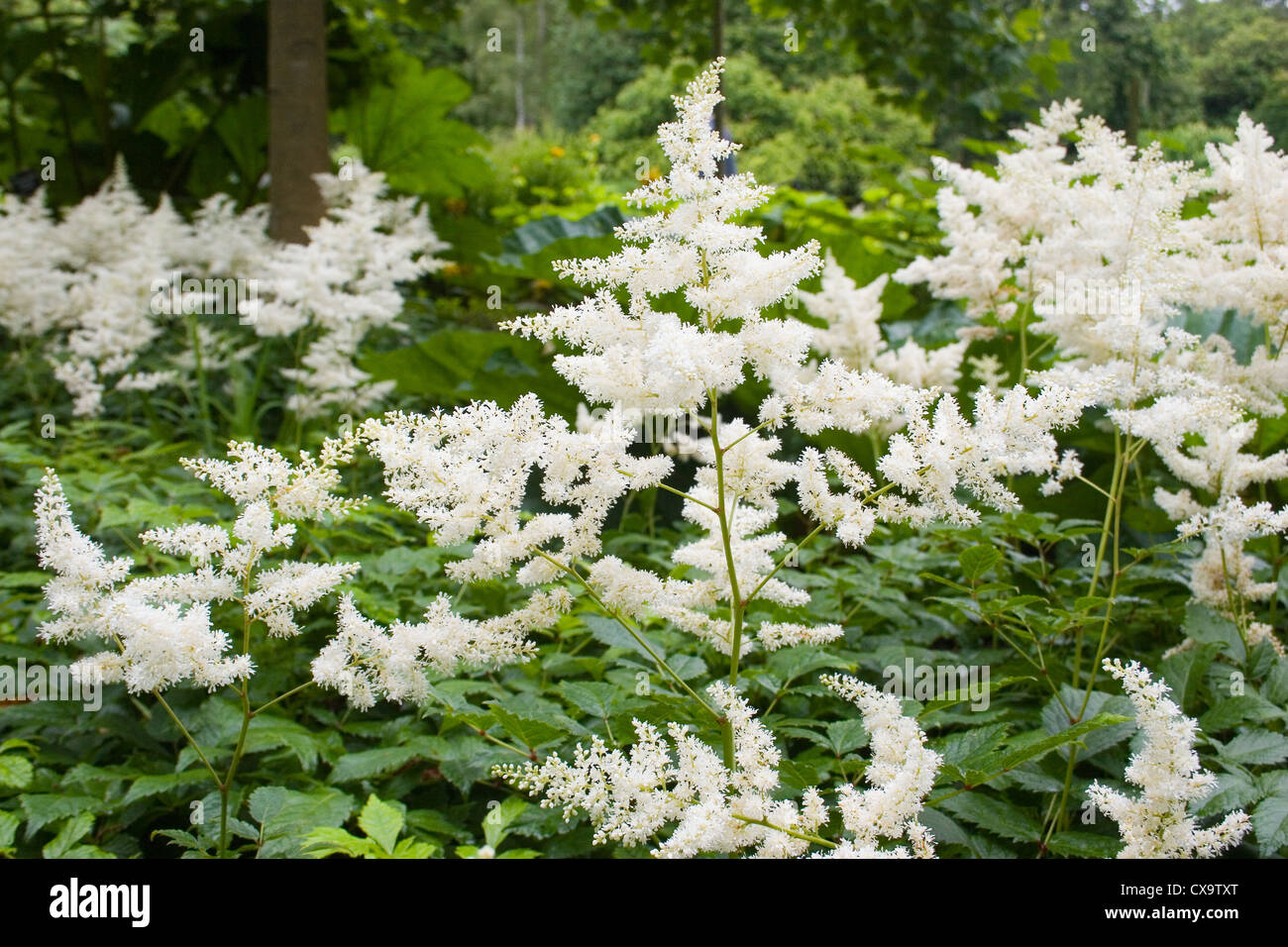 Astilbe Lilliput, manchmal bekannt als "falsche Ziege Bart" Stockfoto